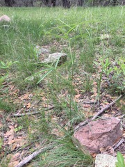 Sidalcea neomexicana