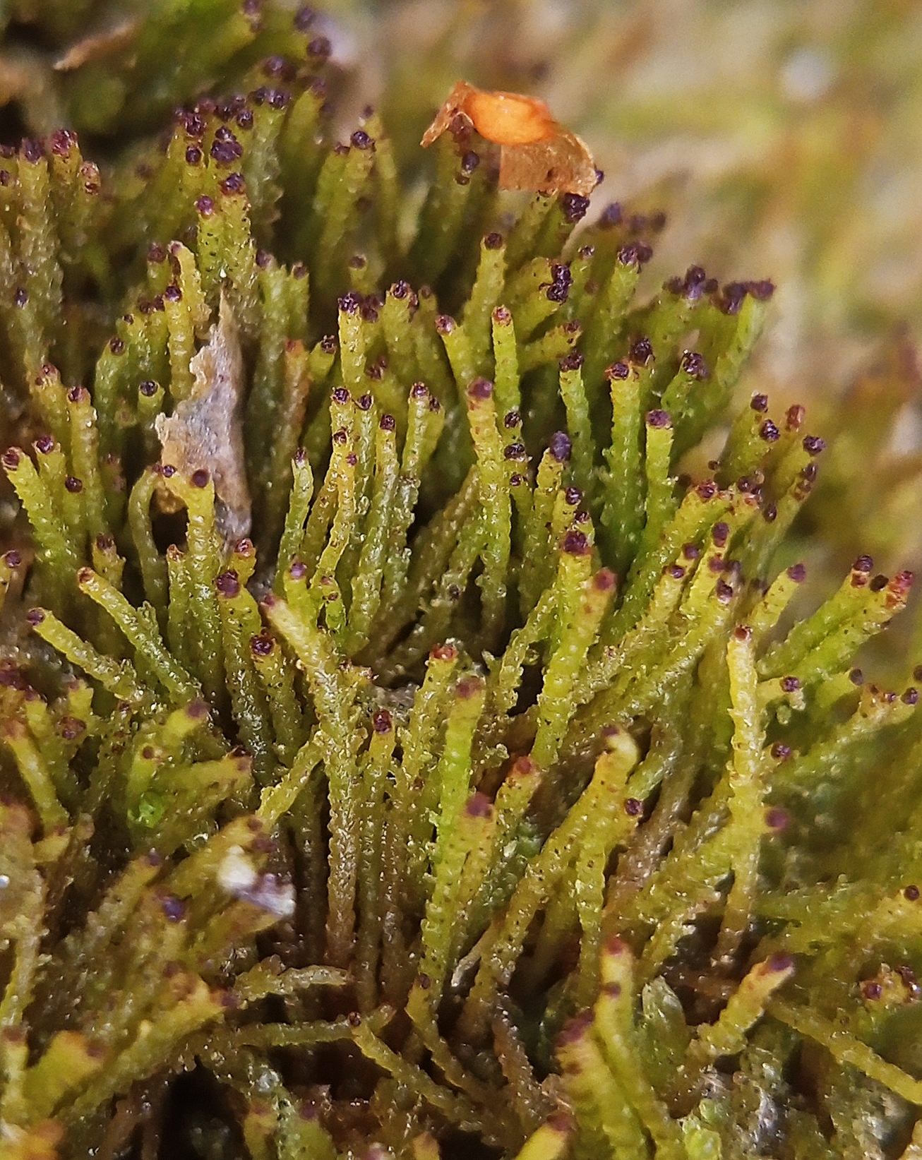 Crossocalyx hellerianus