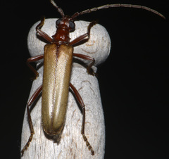 Centrodera decolorata