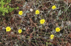 Lessingia germanorum