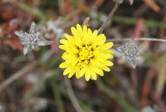 Lessingia germanorum