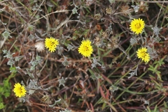 Lessingia germanorum