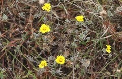 Lessingia germanorum