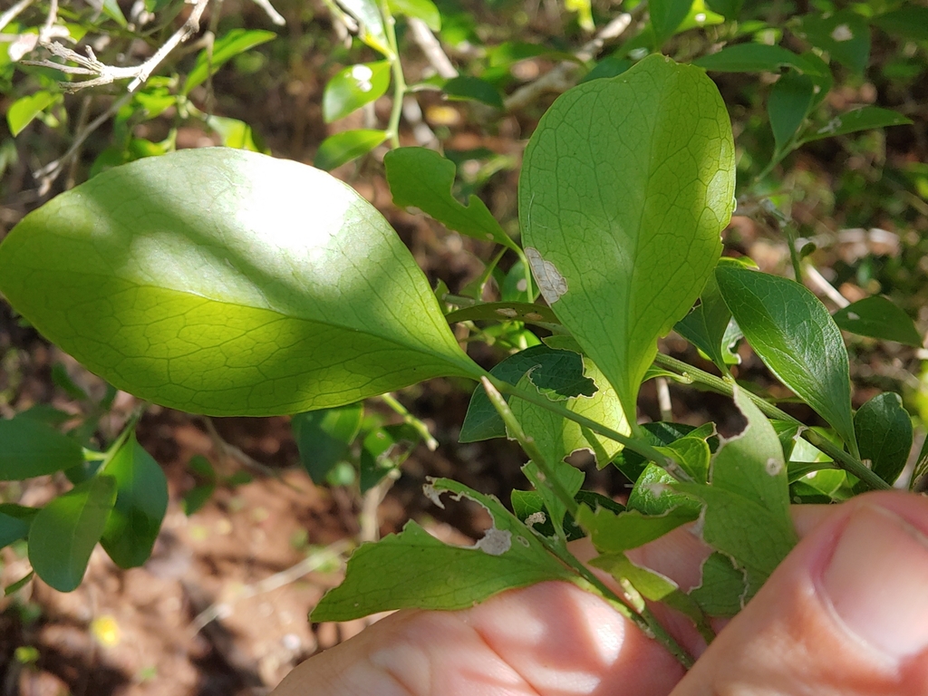 Schaefferia frutescens; photograph (c) Kurt Miller, some rights reserved (CC BY-SA)