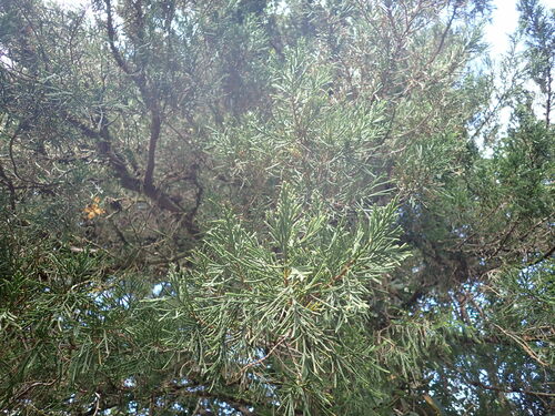 Juniperus bermudiana observed 2025-03-02
