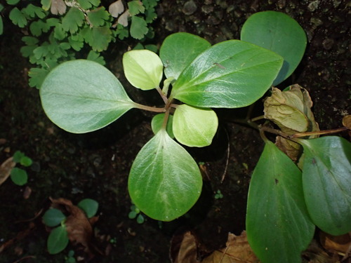 Peperomia latifolia observed 2025-03-02