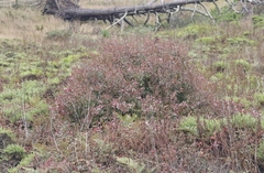 Abelia × grandiflora