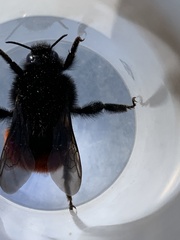Bombus