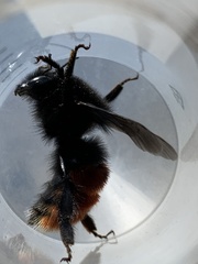 Bombus
