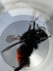 Bombus
