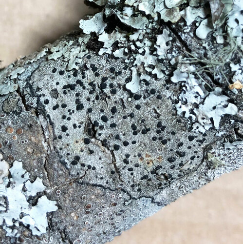 Baculifera curtisii, 2025-02-25