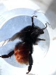 Bombus