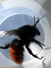 Bombus