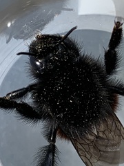 Bombus
