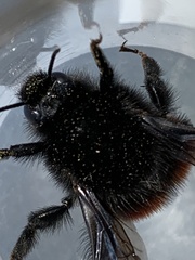 Bombus
