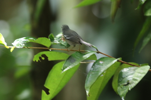 Plumbeous Warbler (Setophaga plumbea), photo 7