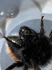 Bombus