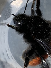 Bombus