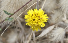 Lessingia germanorum