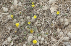 Lessingia germanorum