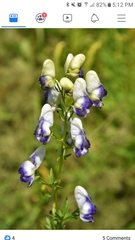 Aconitum napellus