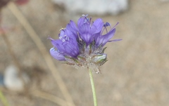 Gilia capitata chamissonis