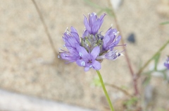 Gilia capitata chamissonis