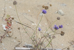 Gilia capitata chamissonis