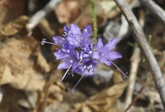 Gilia capitata chamissonis