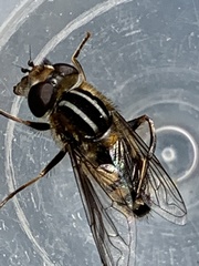 Helophilina