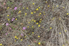 Lessingia germanorum