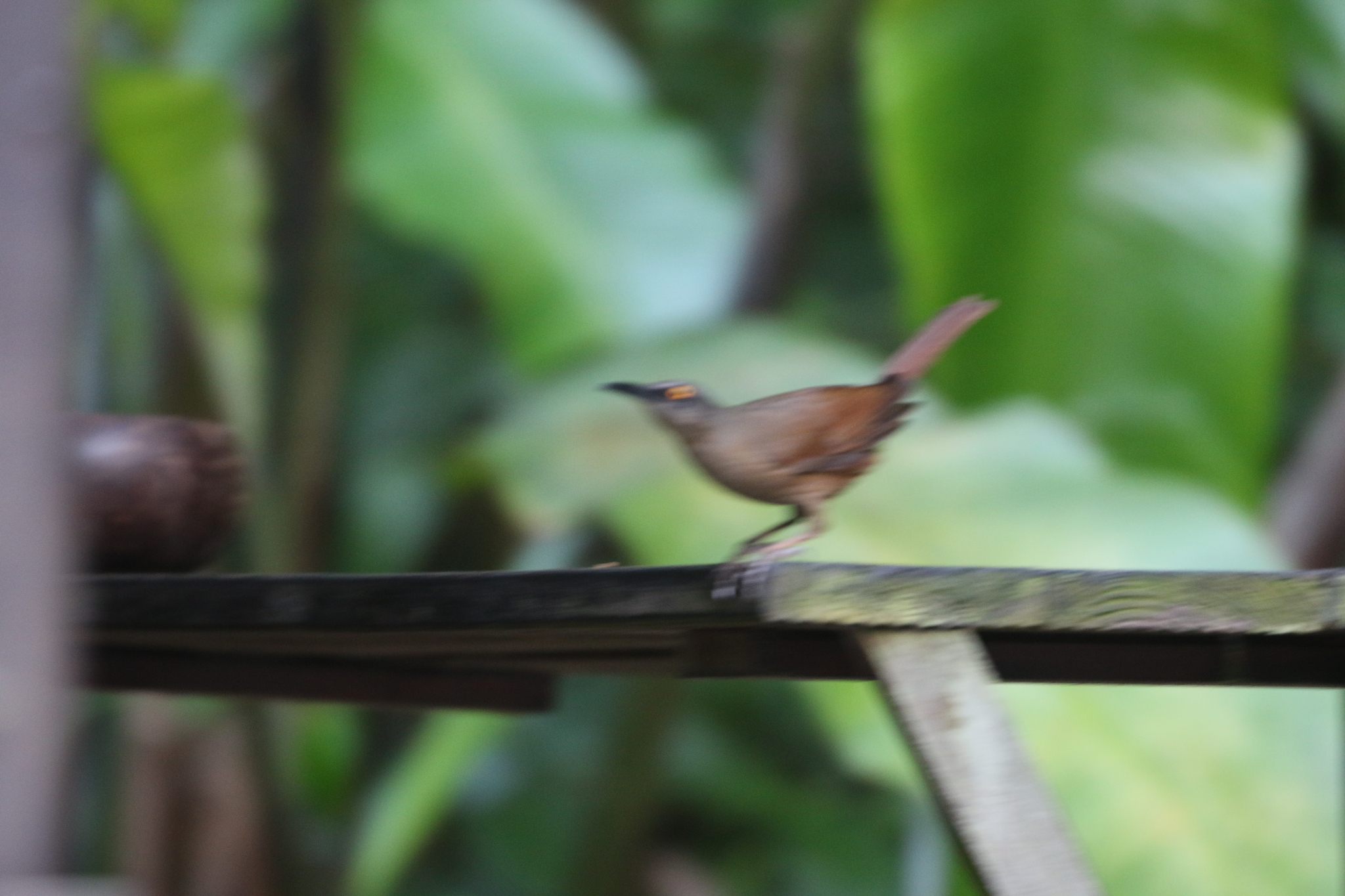 Brown Trembler (Cinclocerthia ruficauda), photo 3