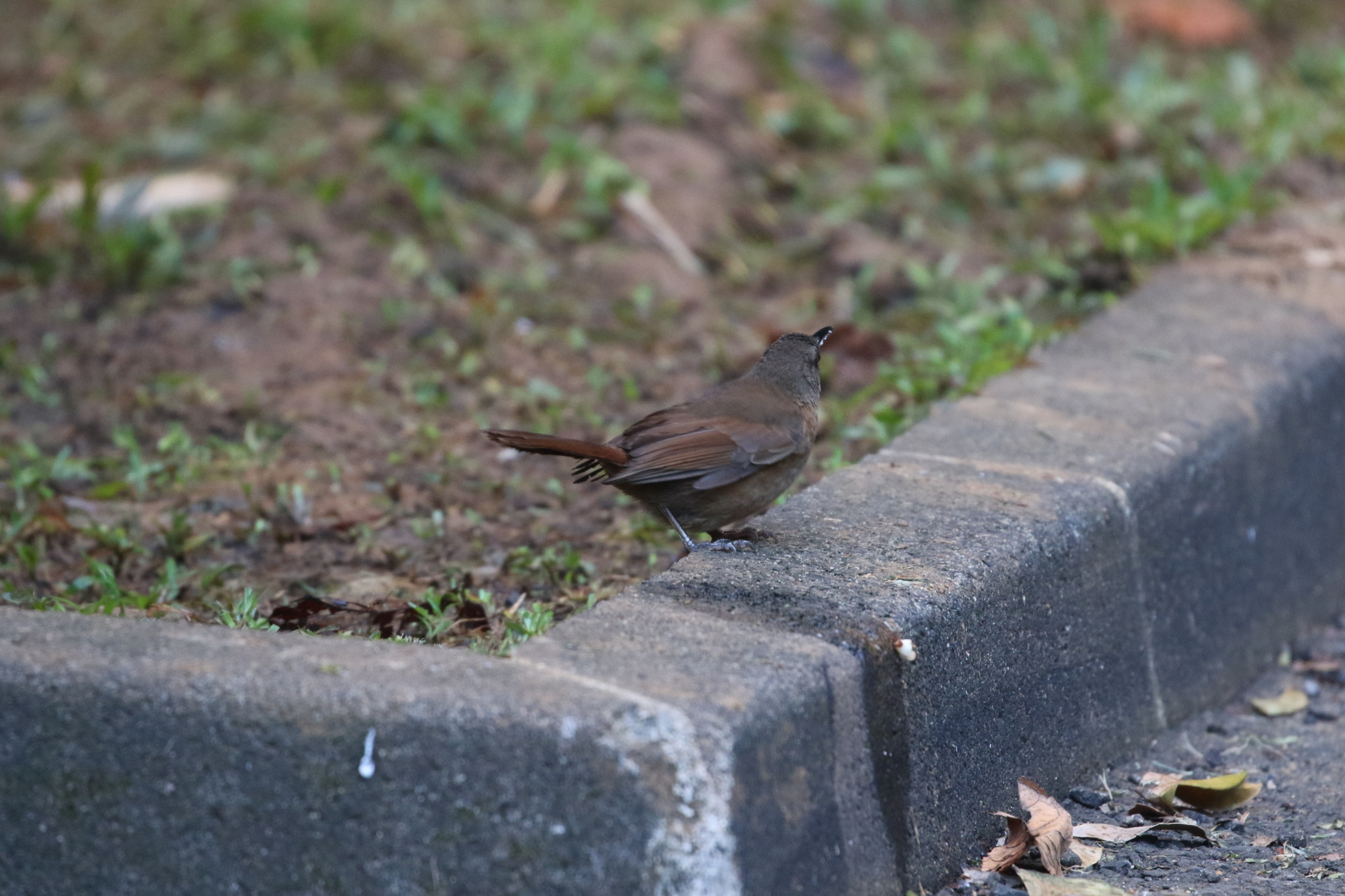 Brown Trembler (Cinclocerthia ruficauda), photo 10