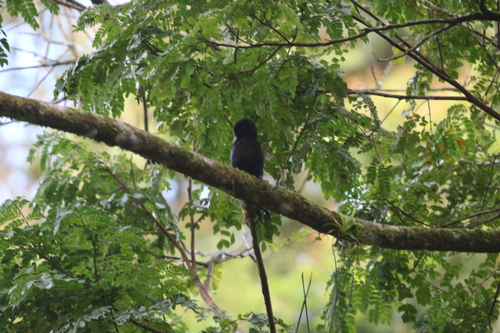 Guadeloupe Woodpecker (Melanerpes herminieri)