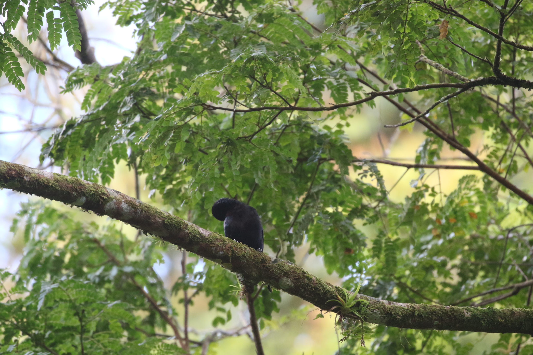 Guadeloupe Woodpecker (Melanerpes herminieri), photo 2