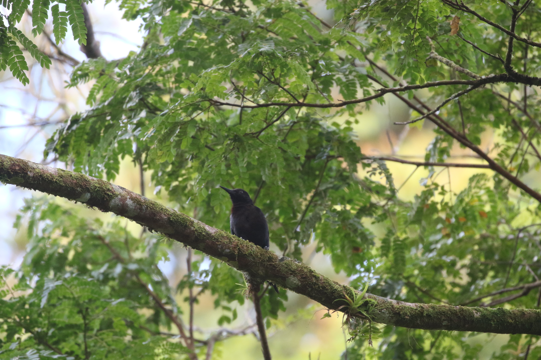 Guadeloupe Woodpecker (Melanerpes herminieri), photo 8