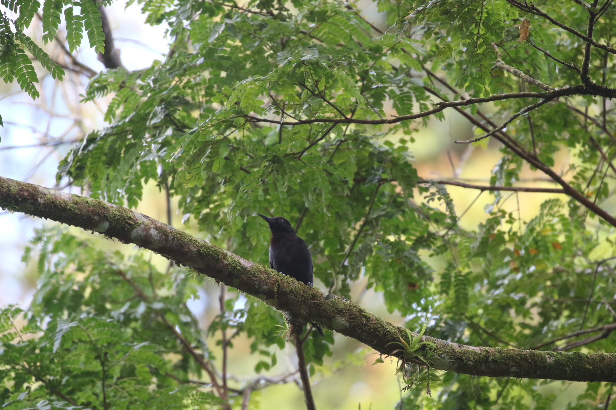 Guadeloupe Woodpecker (Melanerpes herminieri), photo 9