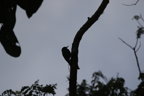 Guadeloupe Woodpecker (Melanerpes herminieri), photo 8