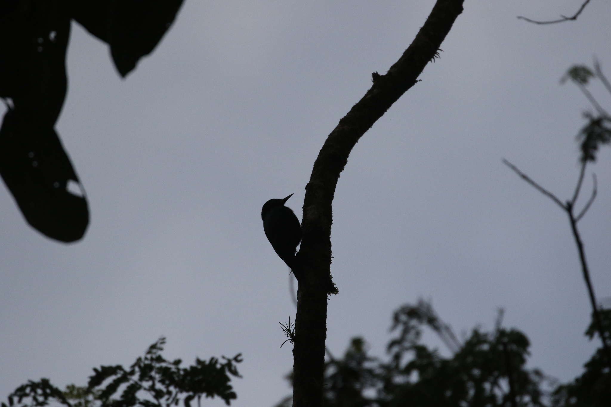 Guadeloupe Woodpecker (Melanerpes herminieri), photo 10