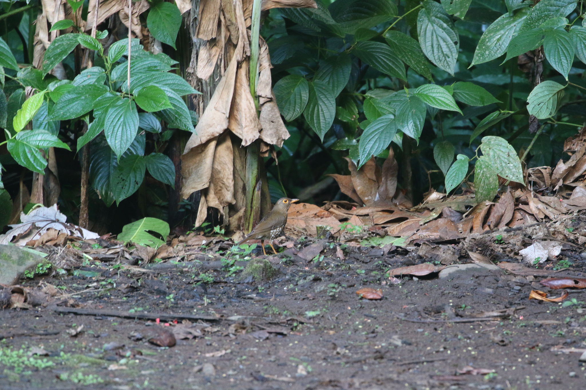 Forest Thrush (Turdus lherminieri), photo 1