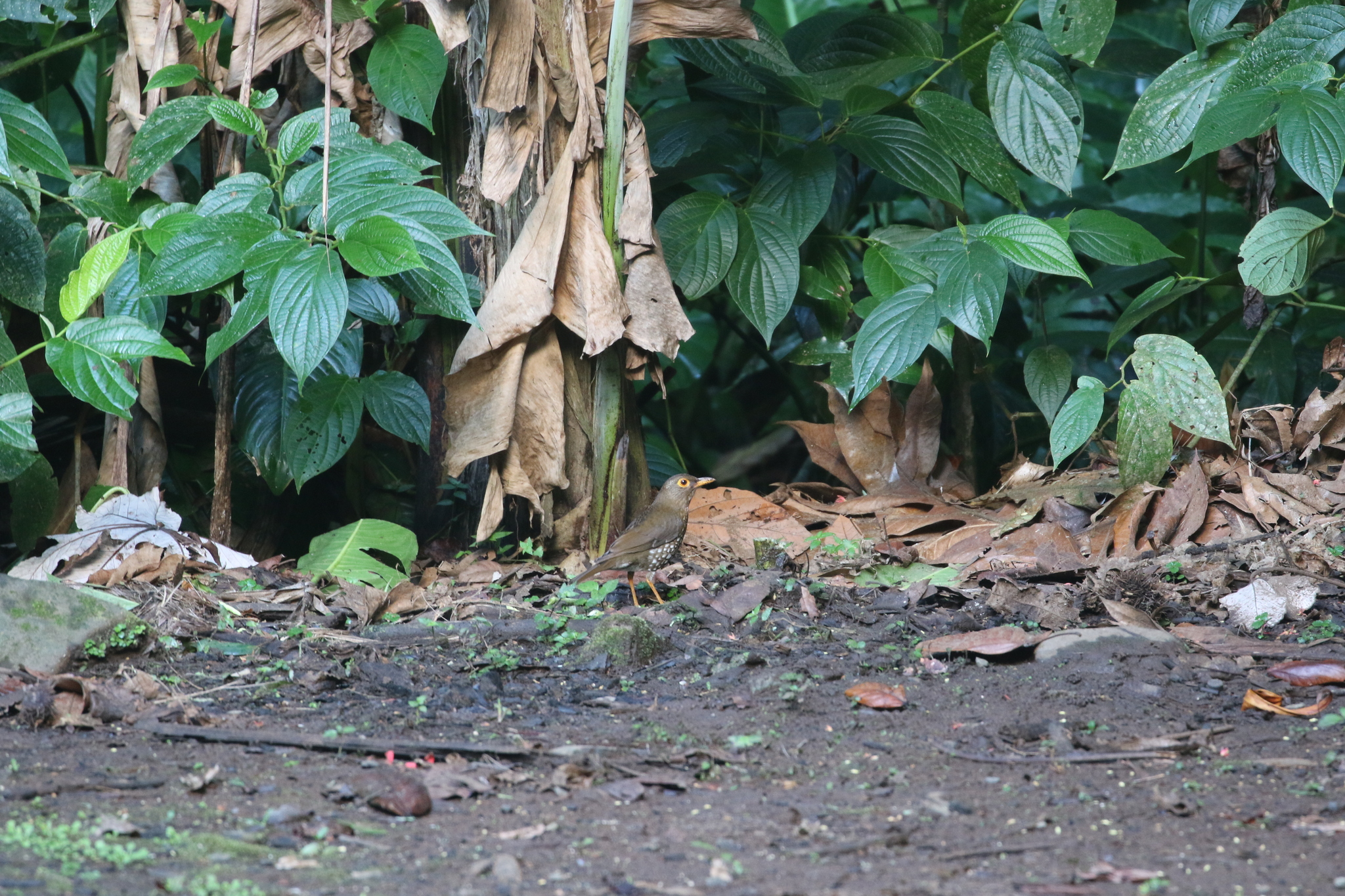 Forest Thrush (Turdus lherminieri), photo 7