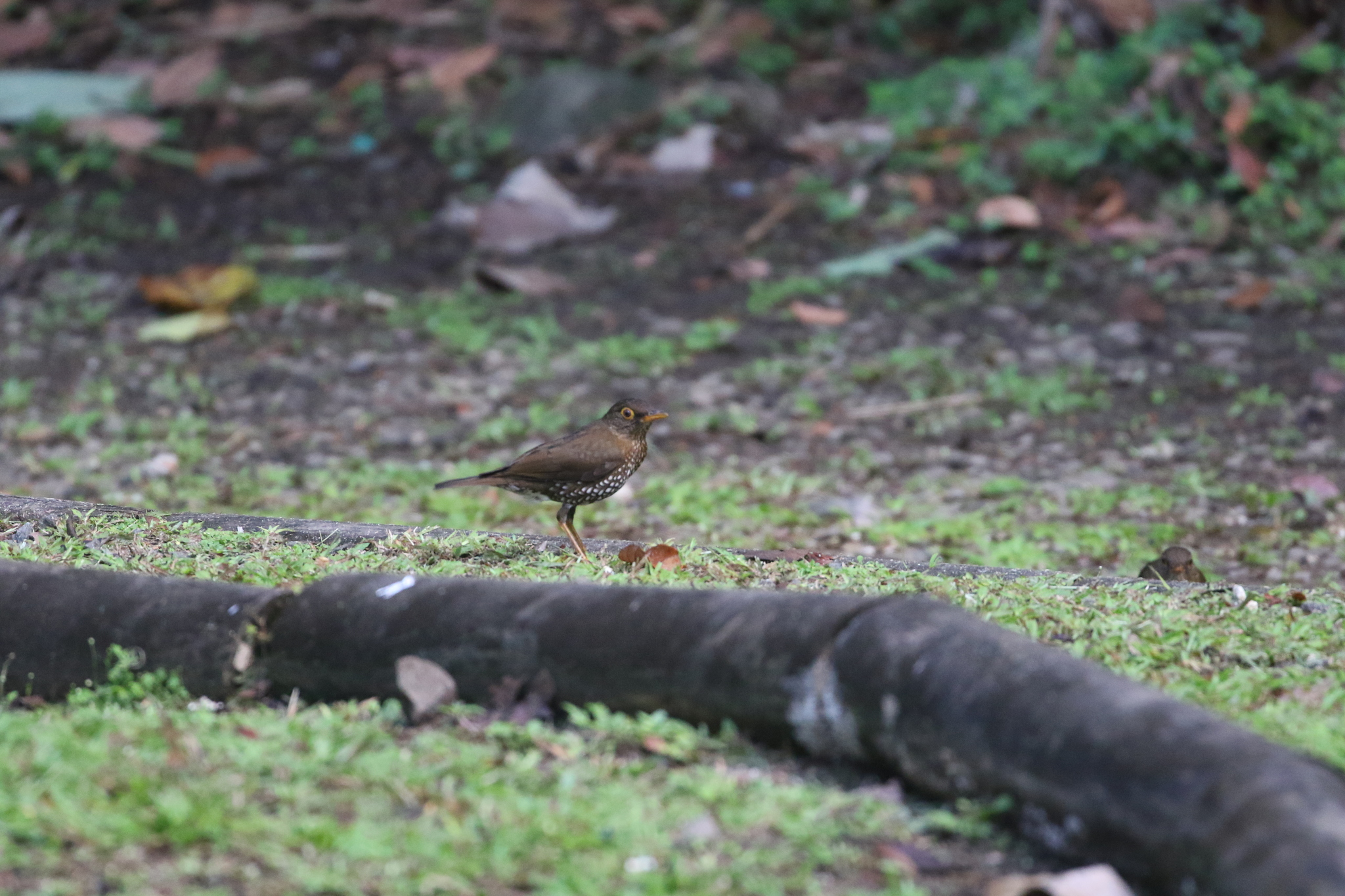 Forest Thrush (Turdus lherminieri), photo 8