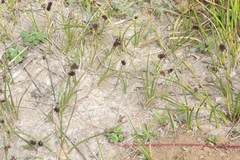Juncus lesueurii