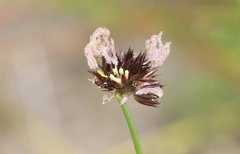 Juncus lesueurii