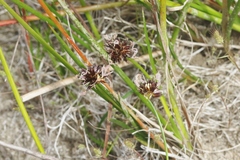 Juncus lesueurii