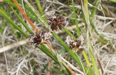 Juncus lesueurii