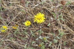 Lessingia germanorum