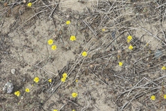 Lessingia germanorum