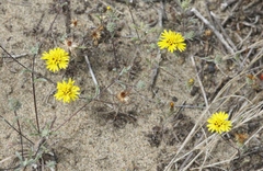 Lessingia germanorum