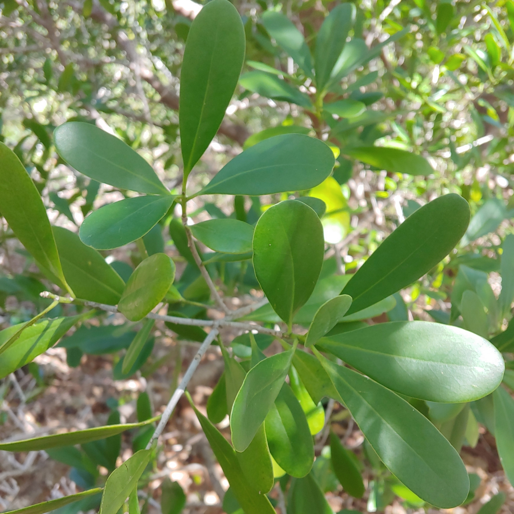 Imagem de Canela-branca